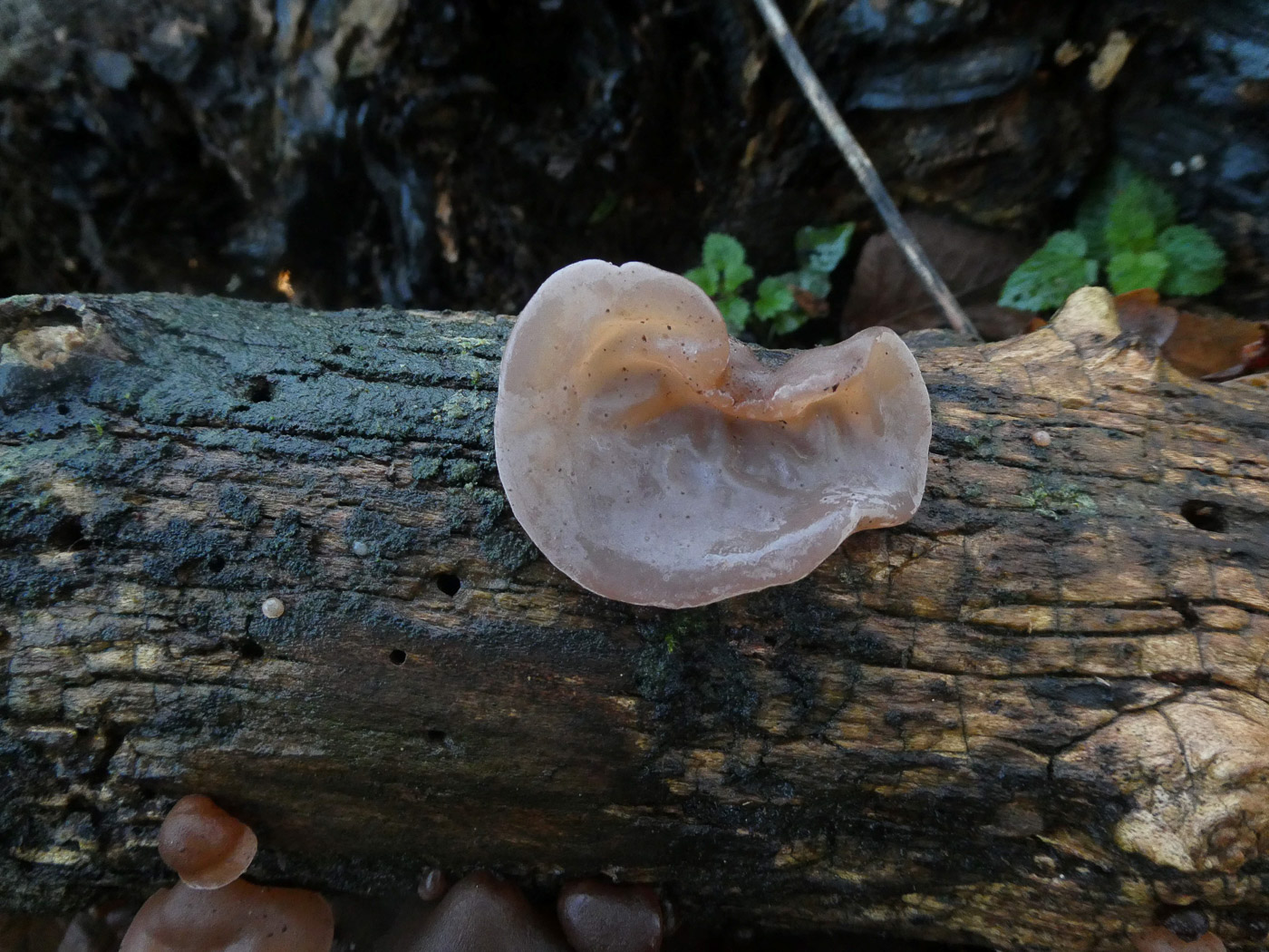 Photo by Jim Wills Auricularia auricula-judae by Jim Wills